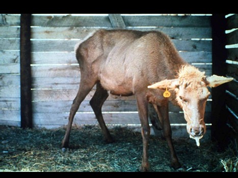 Elk from the United States suffering from the late stages of CWD infection.