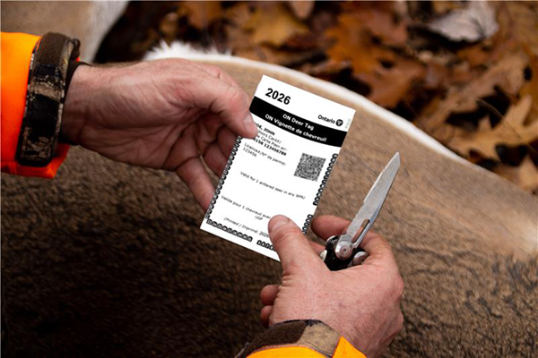 chasseur avec vignette de chevreuil et chevreuil