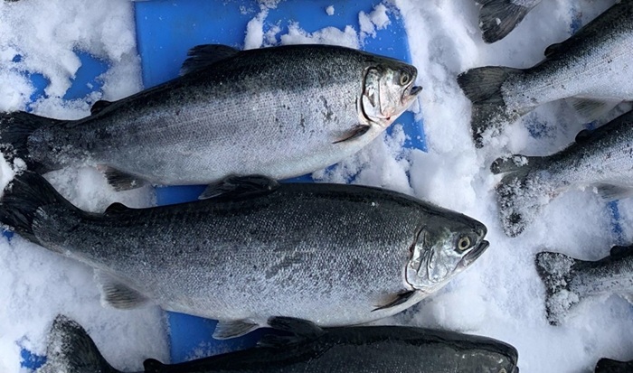 Deux saumons cohos sur glace, prêts à être récoltés.