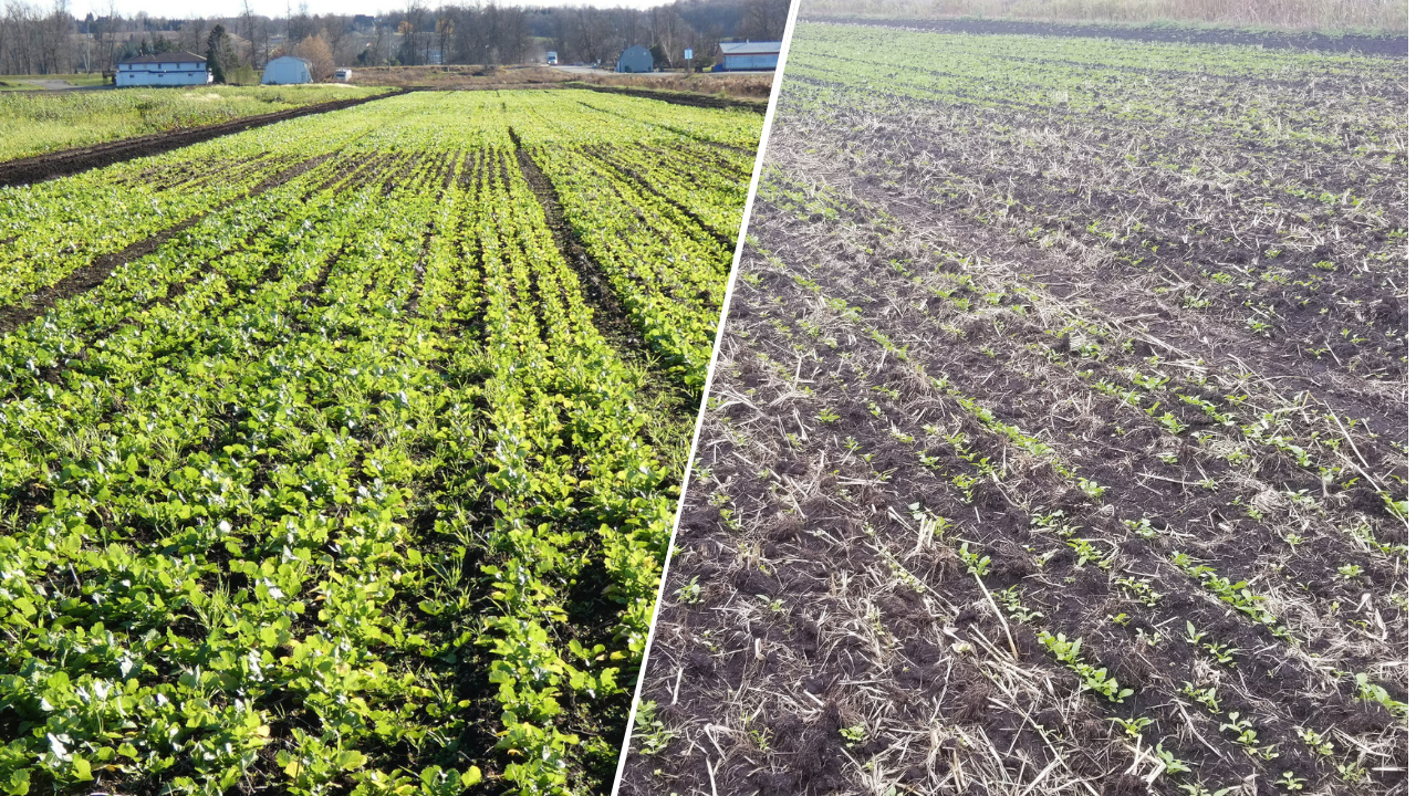 Oil seed radish winter covercrop — 2 seeding dates.
