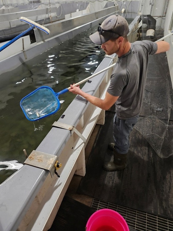 Aquaculture worker by an aquaculture system with a dip net, collecting mortalities with the net.