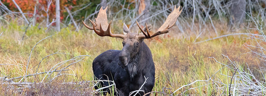 Moose in a swamp surrounded by leafless bushes
