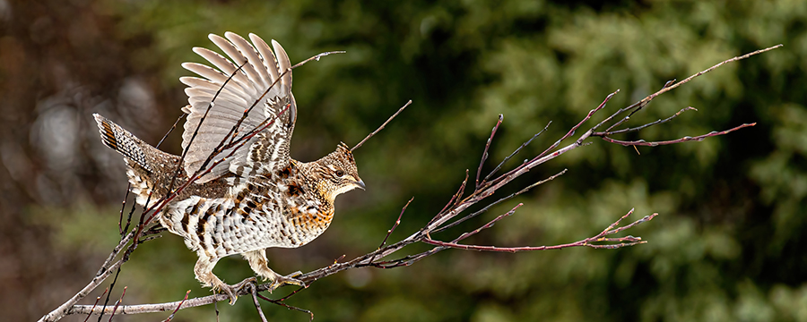 Ruffed grouse on a branch with wings extended