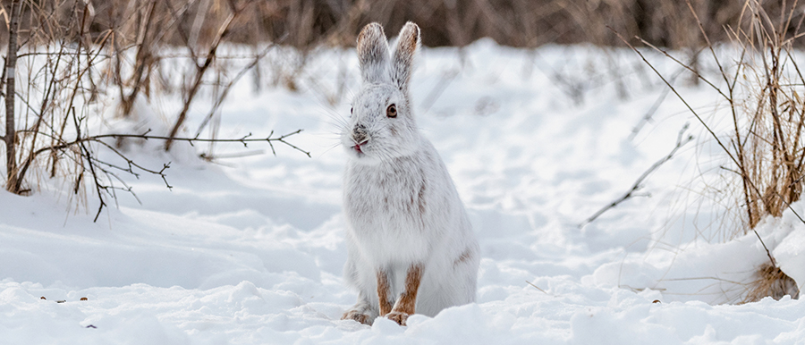 Snowshoe hare sitting in a snowy open area