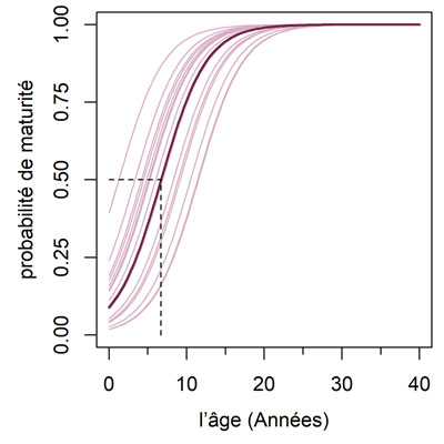 Courbes d’âge de maturité du touladi en Zone 11, la probabilité de maturité est indiquée en axe y et l’âge en axe x.