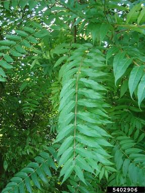 Image shows the leaves of the tree-of-heaven which grows in pairs.
