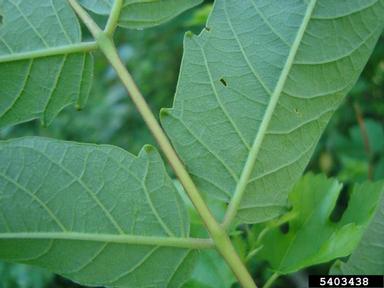 Gros plan sur les folioles aux marges lisses.