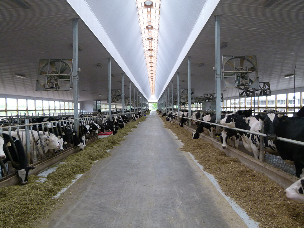 Figure 1 is looking down the length of the inside of a dairy barn with a centre alley and dairy cattle in stalls on either side.