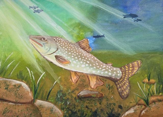 Splake swimming in a lake full of life