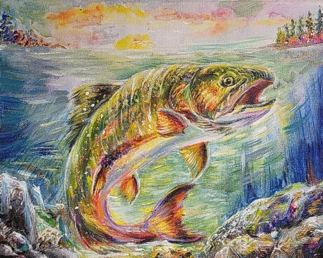 Splake swimming in rocky stream