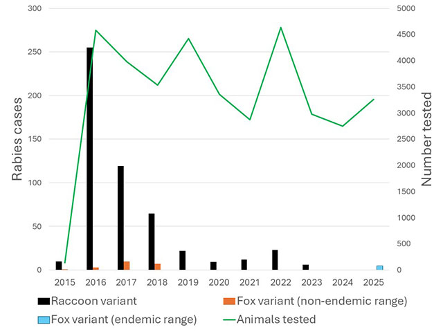 Graph of the annual number of raccoon and fox rabies variant cases detected and number of animals tested by the ministry in Ontario from 2015-2025. The trend shows a 100% decline in cases since 2016 (black), despite similar numbers of animals tested annually (green).