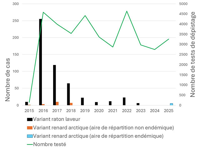 Graphique du nombre de cas de variants des virus de la rage du raton laveur et du renard détectés annuellement et du nombre d’animaux testés par le ministère de 2015 à 2025. La tendance montre une baisse de 100 % des cas depuis 2016 (noir) malgré un nombre similaire de tests annuels (vert).