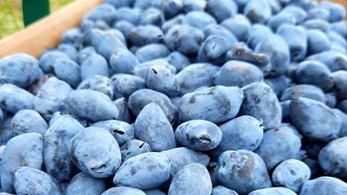 Photo of Haskap berries.