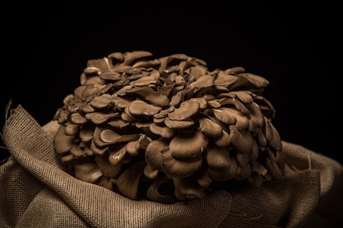 Photo of a Black Maitake mushroom.