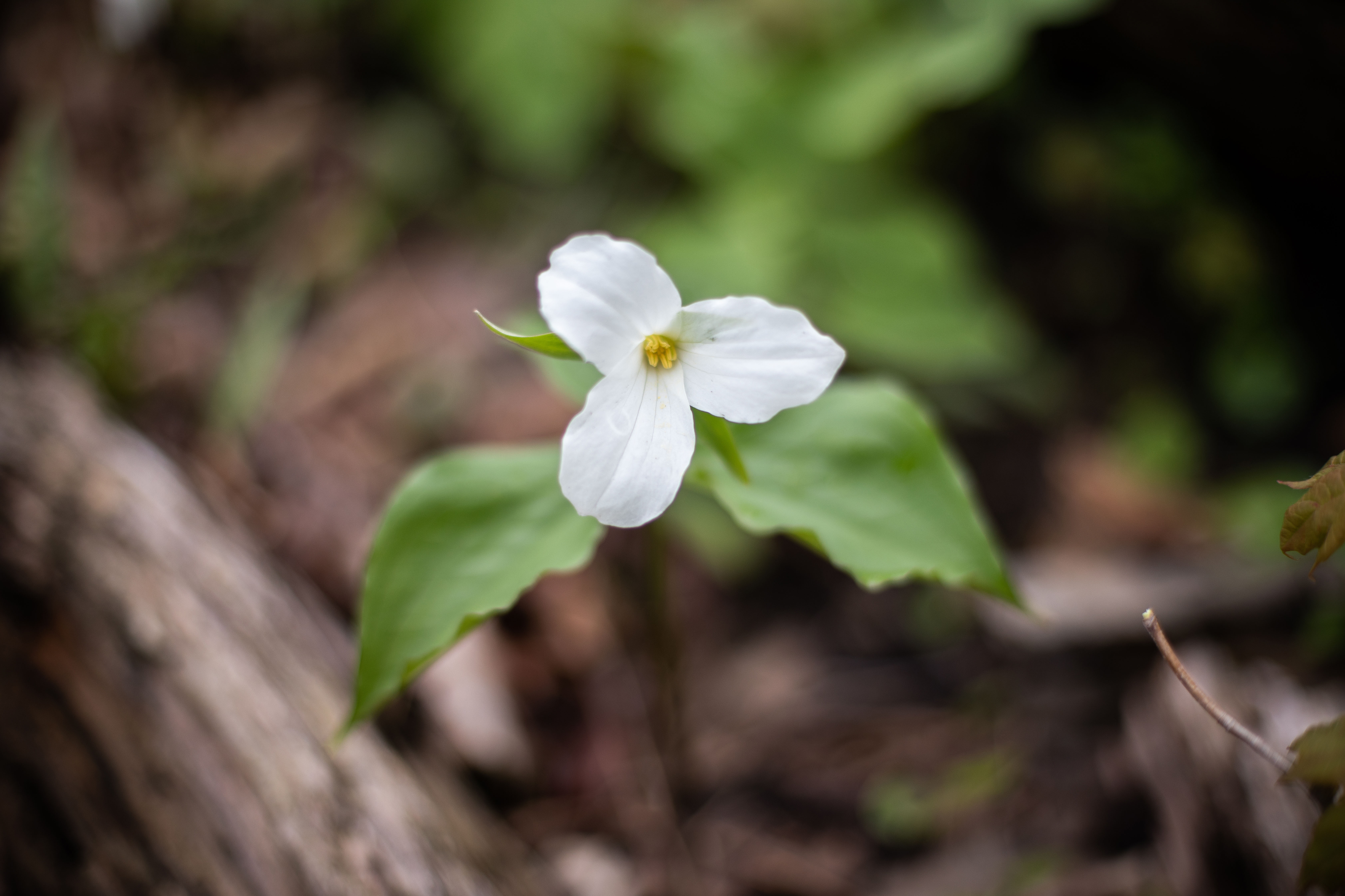 Close-up of a white trillium flower (Ontario’s official floral emblem), featuring three white petals and a yellow center, surrounded by green leaves on a forest floor with a softly blurred background of soil and wood.