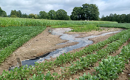 Un liquide sombre et huileux s’est accumulé dans des chenaux peu profonds dans un champ agricole, ce qui peut indiquer une fuite de puits de pétrole ou de gaz.