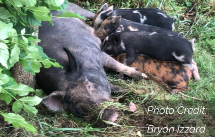 domesticated pigs lying in the grass by a tree