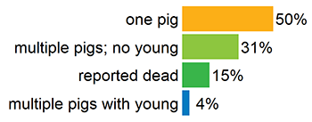 Percentage of one pig (50%), multiple pigs with no young (31%), multiple pigs with young (4%) and pigs reported dead (15%).
