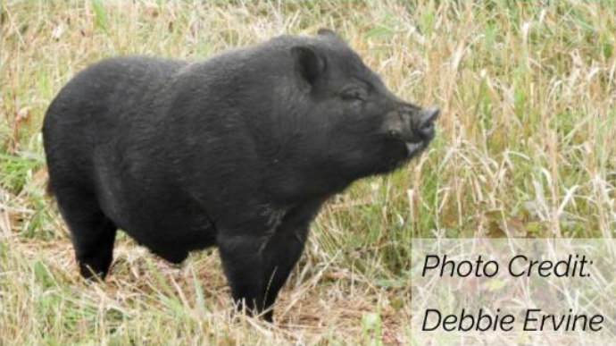 lone black pig standing in a grassy field