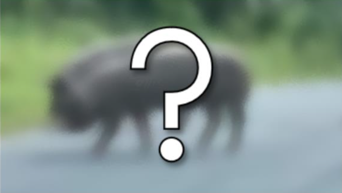 blurred out photo of a pig on a road with a question mark superimposed over the pigs body