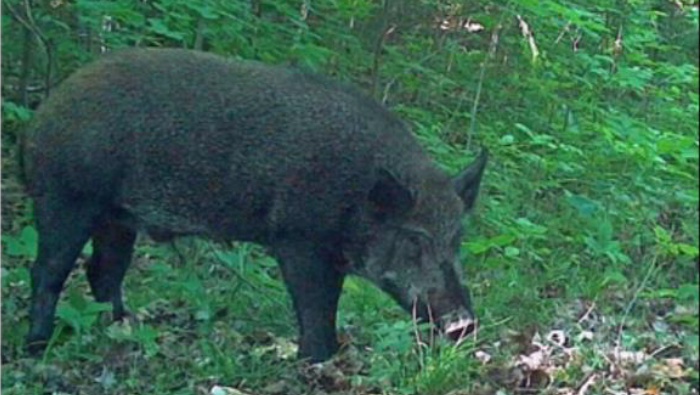 lone black pig sniffing the ground, standing in a densely forested area