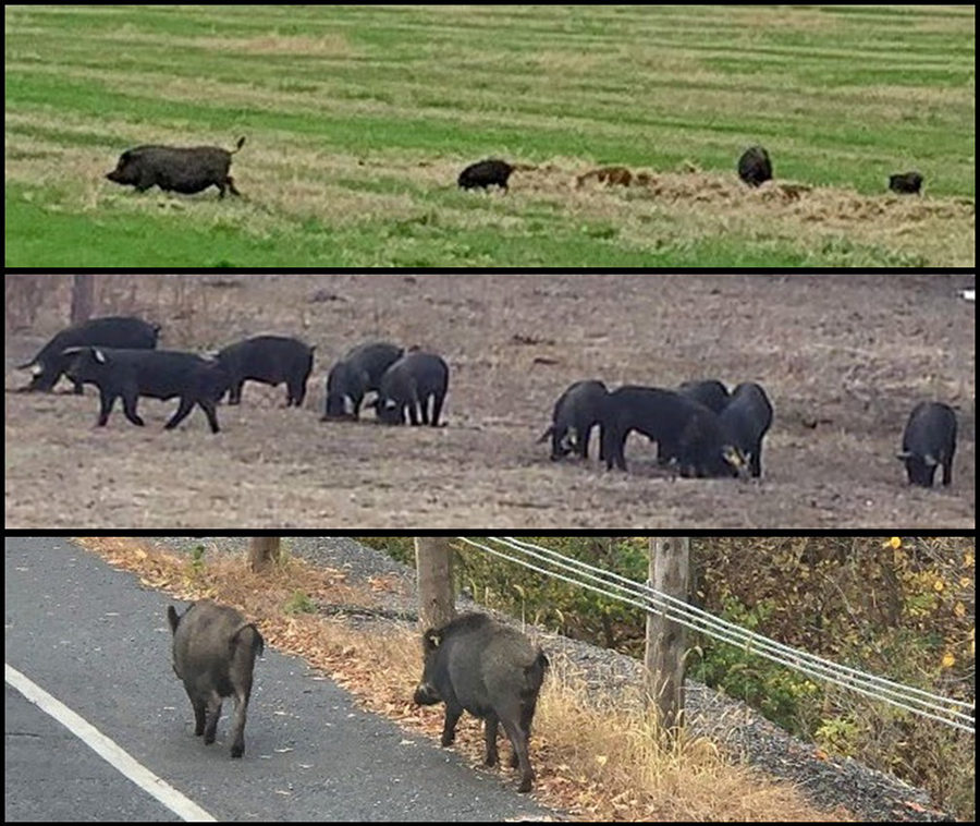 Three photos showing various pig types in fields and along a road
