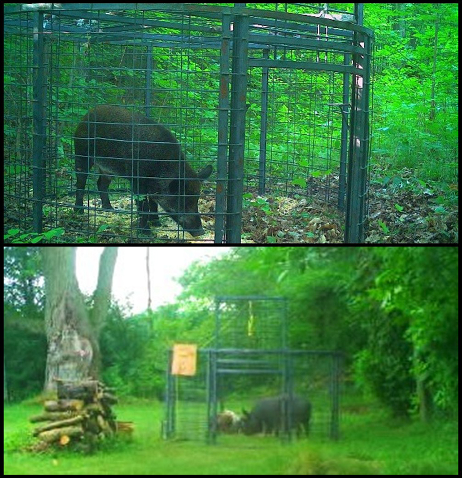 Two separate images of pigs in corral traps.