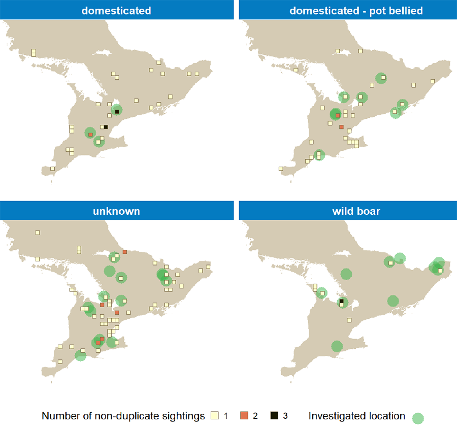 Four maps showing sightings of each type of pig