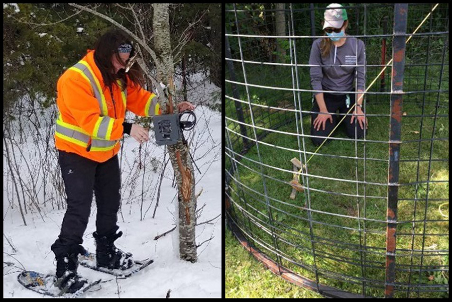 Composite photo. The photo on the left is a winter scene, where the individual, wearing a high visibility jacket and snowshoes, is adjusting a trail camera. The other photo is from the summer. The individual is kneeling in the corral trap while inspecting it.