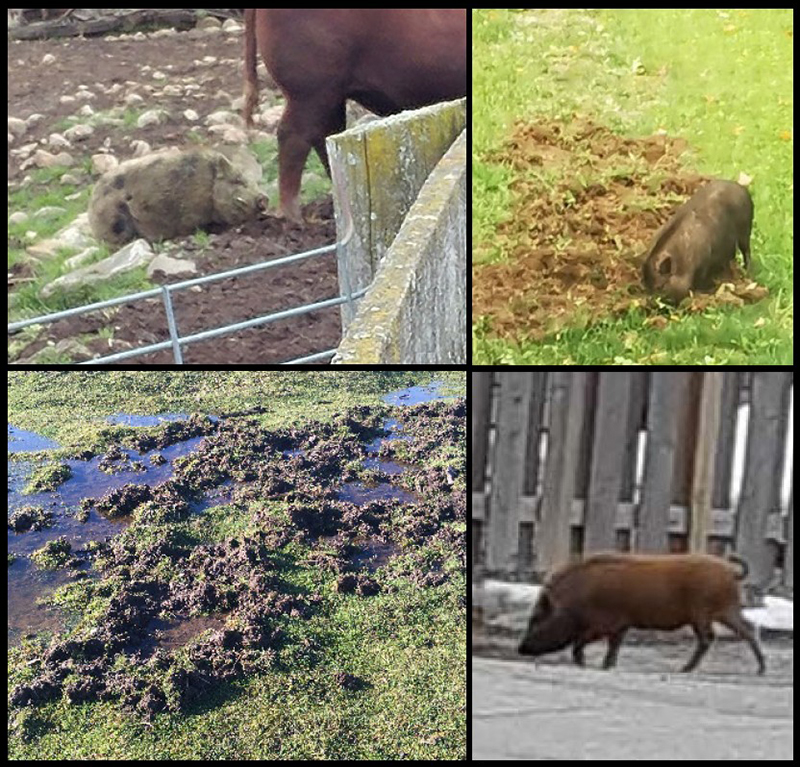 Four images showing damage caused by pigs.