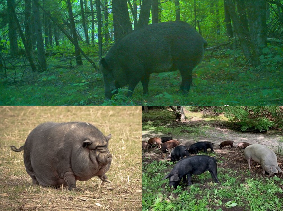 Three pig photos