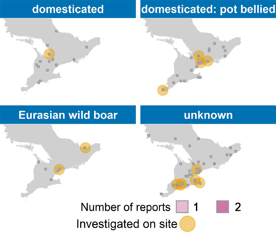 Four separte maps showing sightings of wild pigs by type.