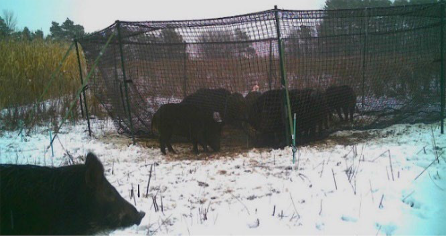 Multiple European wild boar