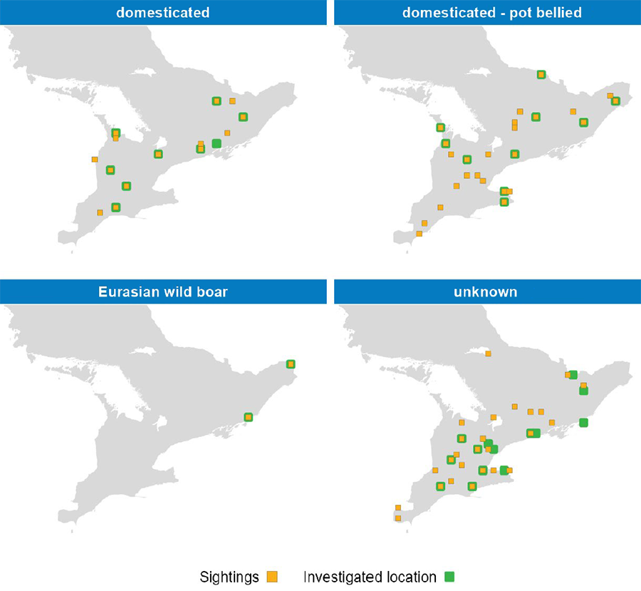 Four separate maps showing sightings of wild pigs by type.