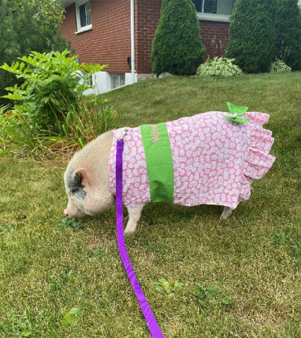 Winnie the pig on her lawn, wearing a pink flower dress with a green bow.