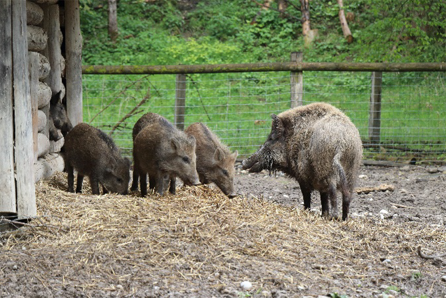 Wild boar eating straw in their enclosure.