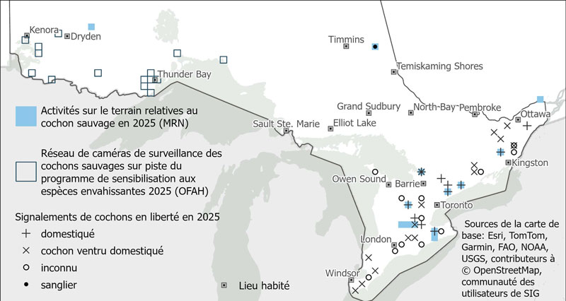 Carte de l'Ontario indiquant les observations de cochons sauvages et les activités de terrain liées aux cochons sauvages. 