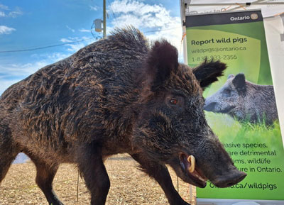 Stuffed Eurasian wild boar in front of a report wild pigs banner.
