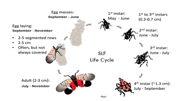A diagram showing the life cycle of the spotted lanternfly.