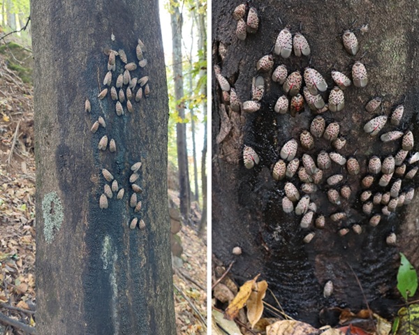 A close-up of a tree with sap weep trails caused by spotted lanternfly.