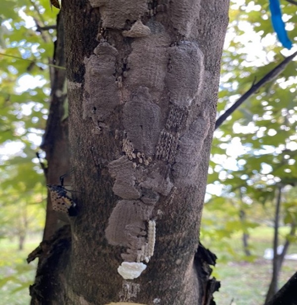 Spotted lanternfly egg masses that were freshly laid and egg masses with holes that were hatched.