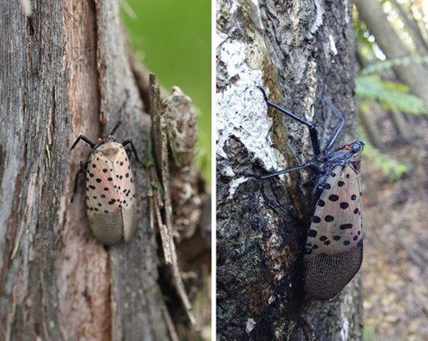 Side by side images of an adult SLF. Left side shows the top view, an right side is the side view.