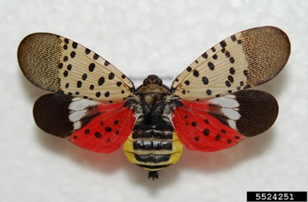 An adult spotted lanternfly with its wings opened.