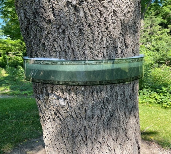 A bug barrier tree band used to catch spotted lanternflies around a tree.