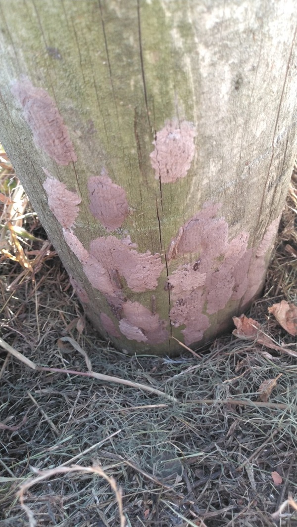 A vineyard post covered in pink bark like egg masses.