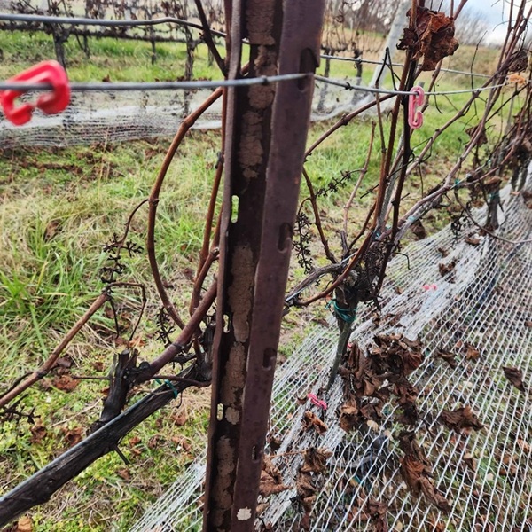 A grapevine trellis with a white egg mass located near the base of the pillar.