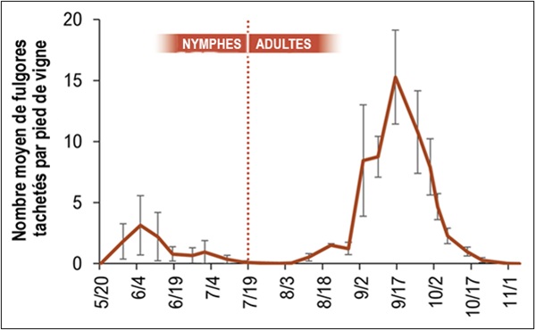 Graphique illustrant le nombre moyen de fulgores tachetés par pied de vigne. Il y a une ligne pointillée verticale sur le graphique qui commence à 7/19 sur l’axe des abscisses; elle sépare les nymphes des adultes. 