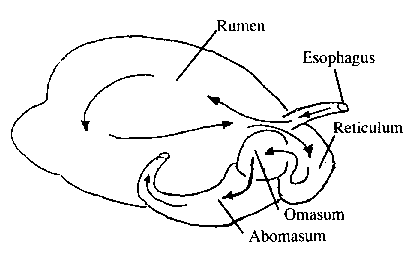 Ruminant stomach and flow of digesta within the stomach.