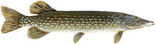 A graphic of a northern pike fish with a long, olive-green body and light spots along its sides.