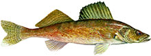 : A graphic of a walleye fish with a golden-brown body and a large, reflective eye. 